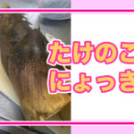 たけのこにょっき…旬を味わい尽くす